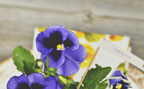 DIY Pansy Favors